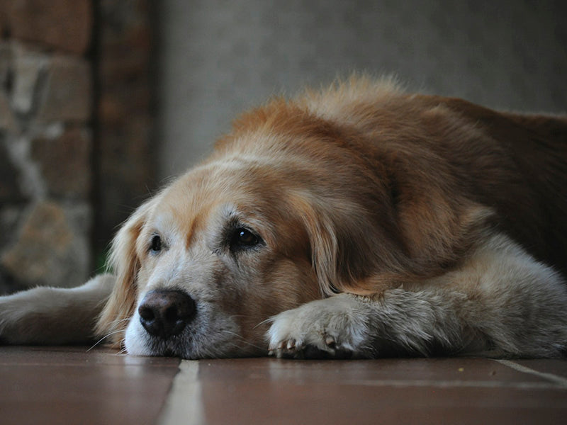 5 Tips to Help Your Senior Dog Stay Mobile