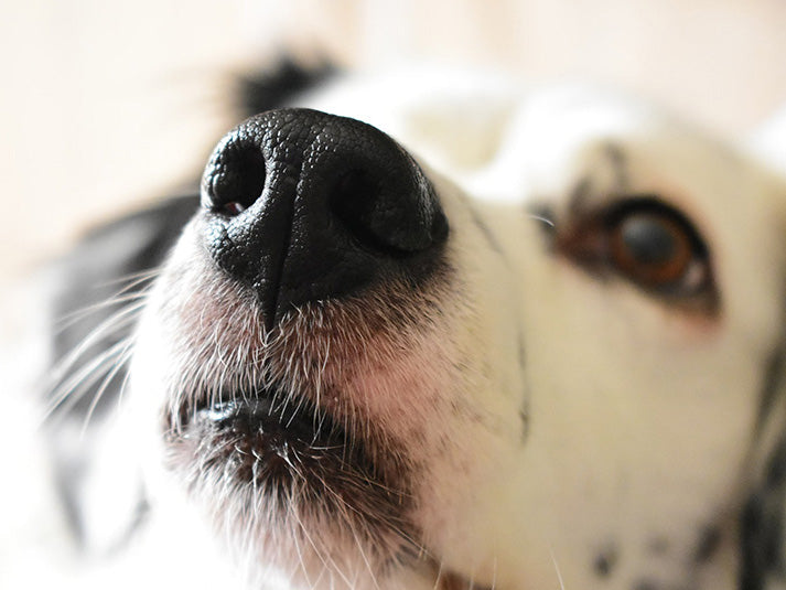 How to Stop Stinky Dog Farts Pup Labs