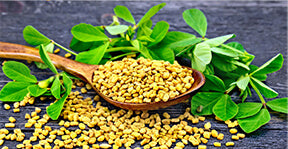 Fenugreek