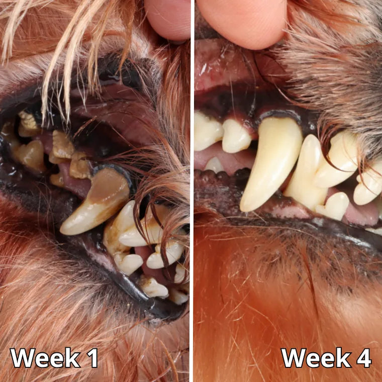 Cooper, week 1 and week 4