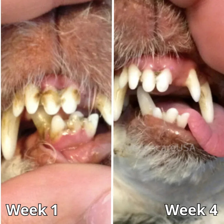 Ginger, week 1 and week 4