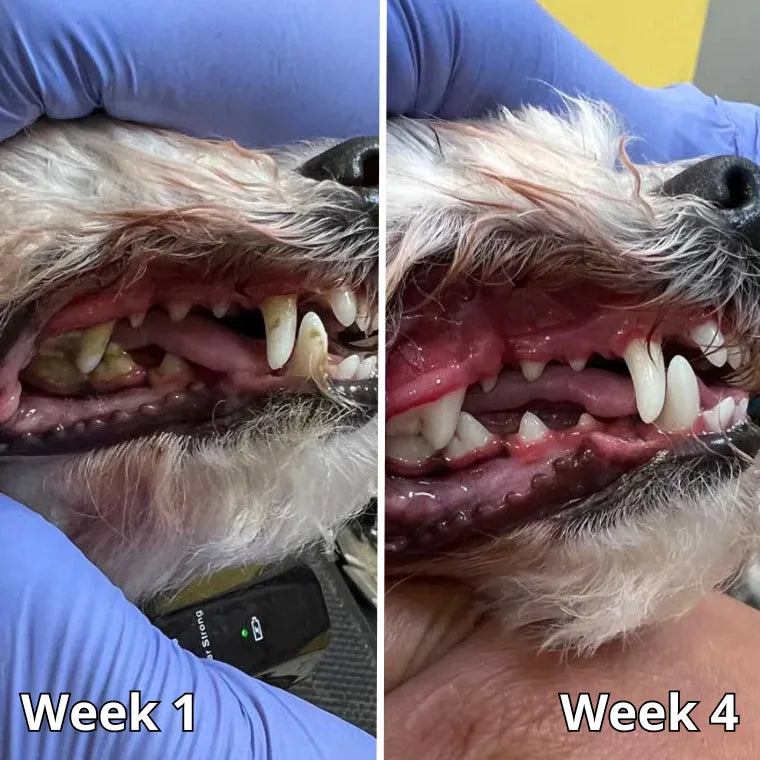 Theo, week 1 and week 4