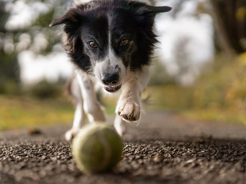 4 Ways to Help Your Dog Get More Exercise