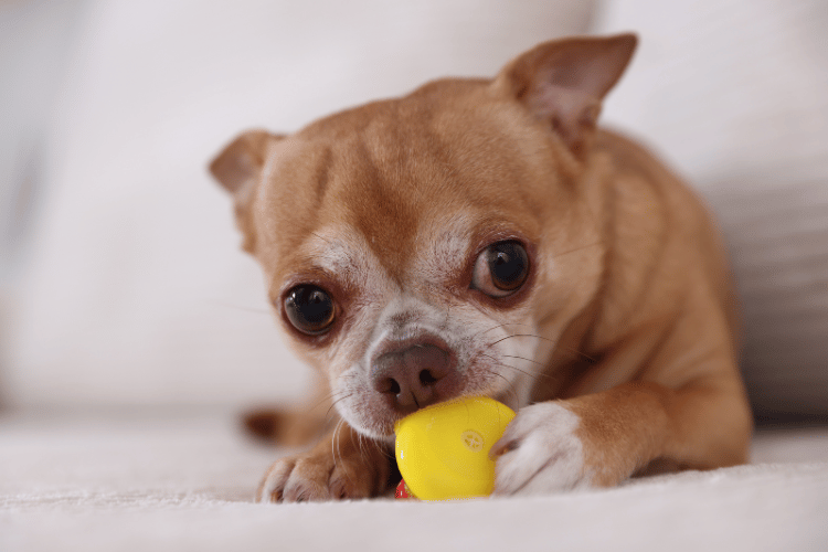 A small brown Chihuahua gently chewing on a yellow toy while lying on a light-colored surface. [Photo by Africa Image from Canva.]