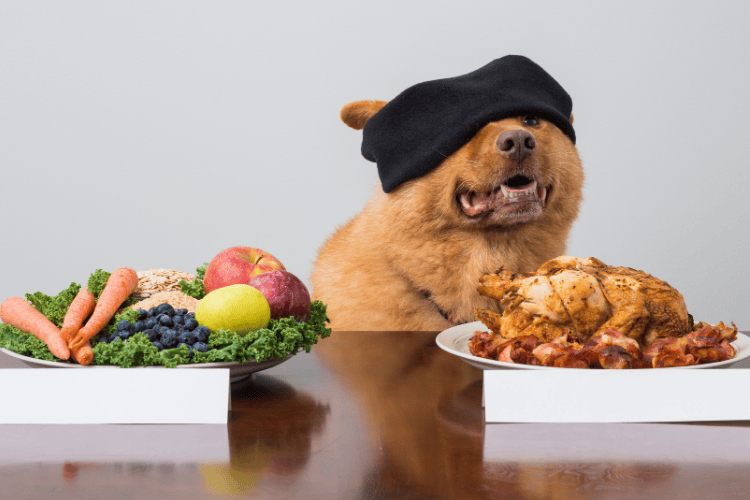 A fluffy brown dog wearing a beret seated between two plates of food—one with fruits and vegetables and the other with cooked meat.