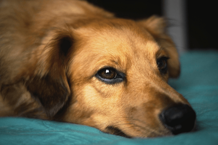 A golden-brown dog lying on a blue blanket with a calm, tired expression.