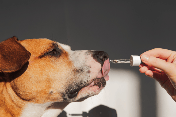 A close-up of a brown and white dog licking a liquid supplement from a dropper held by a person. [Photo by Valeriia Boiko from Canva.]