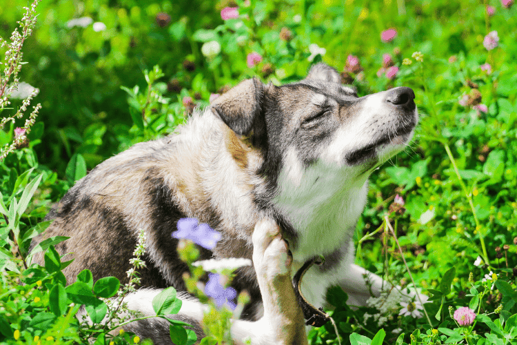 Dog sitting in a field of flowers scratching its ear with its hind leg on a sunny day.