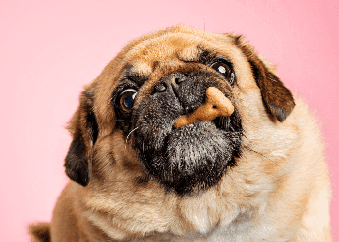 Close-up of a pug with a bone-shaped dog treat in its mouth against a pink background.