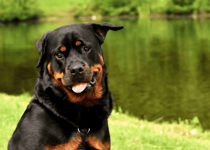 Rottweiler sitting on the grass near a lake, looking at the camera with tongue out.