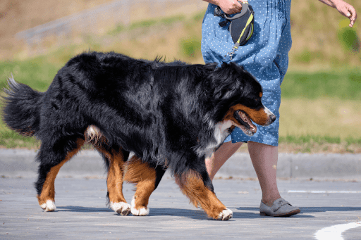 Owner walking a large black dog on a leash along a paved path.