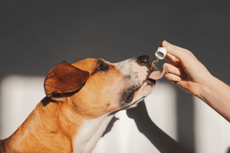 Freedom Joint Drops: Benefits & Side Effects (Vet-Approved, Loved by Pet Parents)