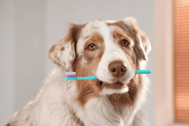 Best Dog Dental Health Products in 2025: Vet-Approved Chews, Supplements & More