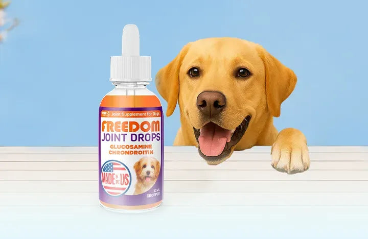 The Best Joint Supplement for Dogs: Top Picks for Mobility and Health