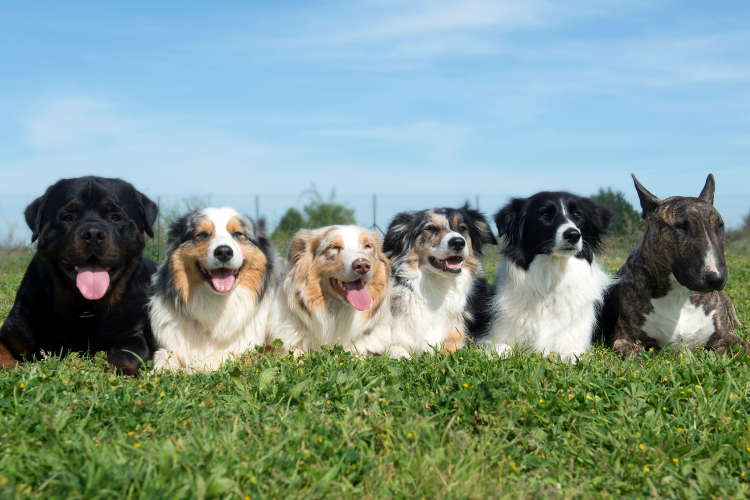 Six different dog breeds lying side by side on green grass, looking toward the camera under a blue sky.