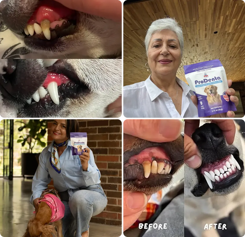 ProDenta (Dental Health)