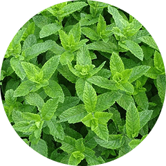 Peppermint