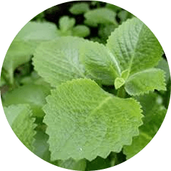 Oregano