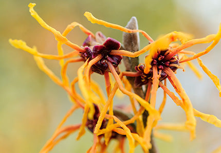 Witch Hazel