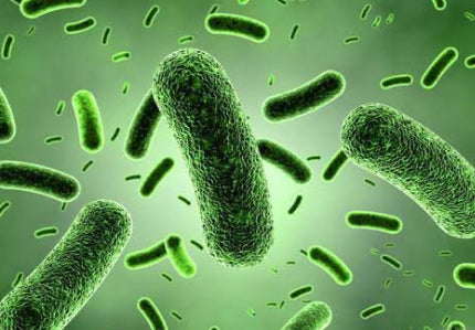 Bacillus Coagulans
