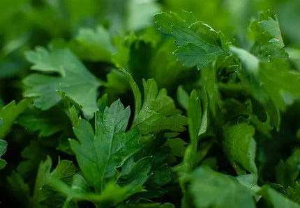 Fennel Extract