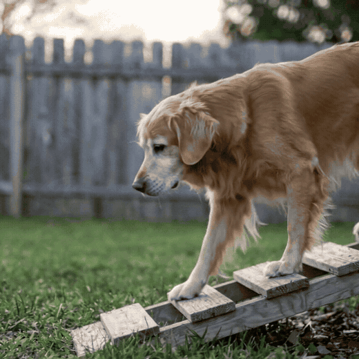 Senior dog moving slowly toward a ramp