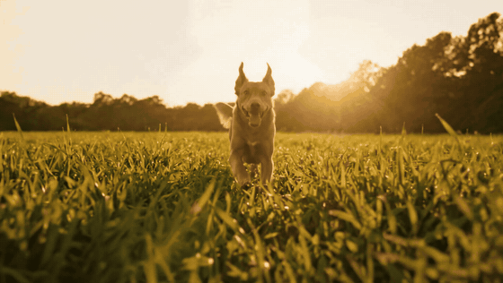Dog running through a field