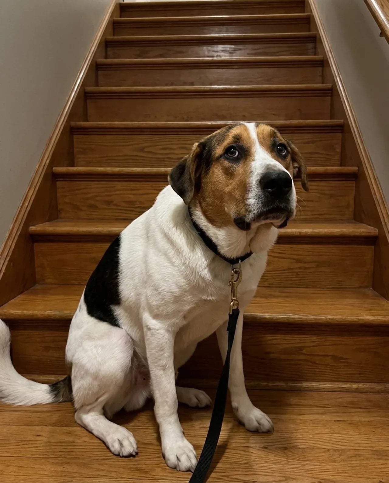 Dog sitting at the bottom of the stairs