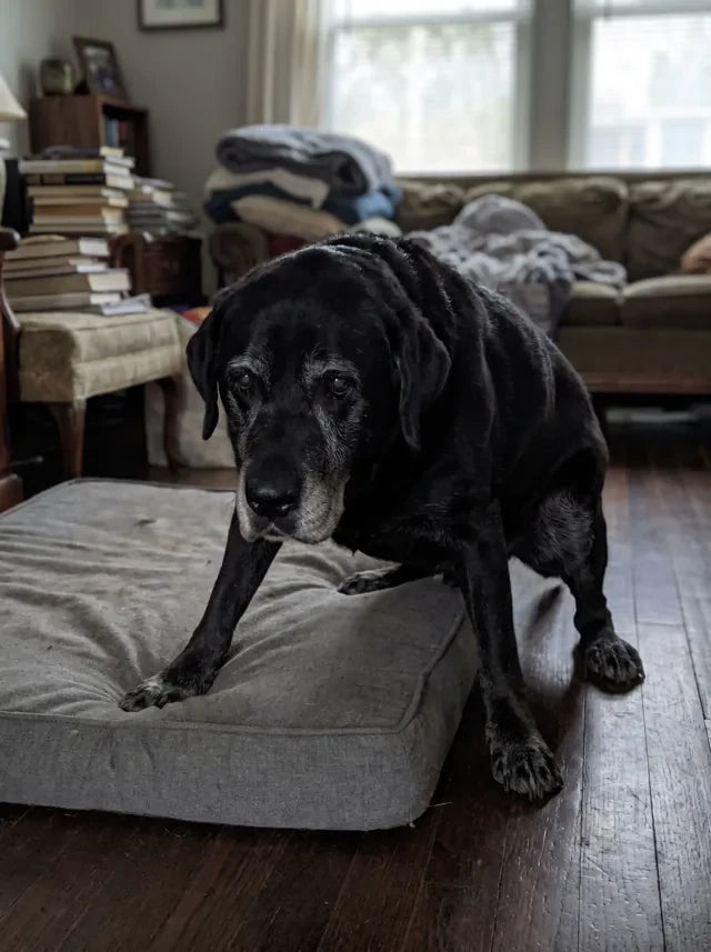Senior black Labrador struggling to get up from his bed