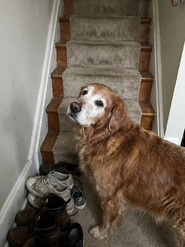 Senior golden retriever stopped at the bottom of the stairs