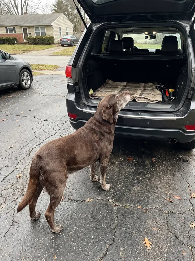 Senior Labrador waiting behind the car