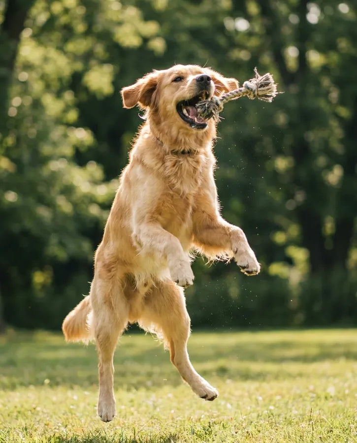 A golden retriever leaping for a rope toy on a sunny lawn