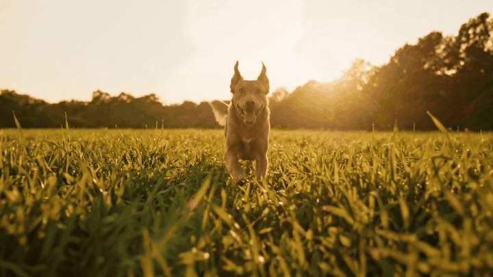 A dog running toward the camera through a field at sunset