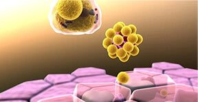 Conjugated Linoleic Acid