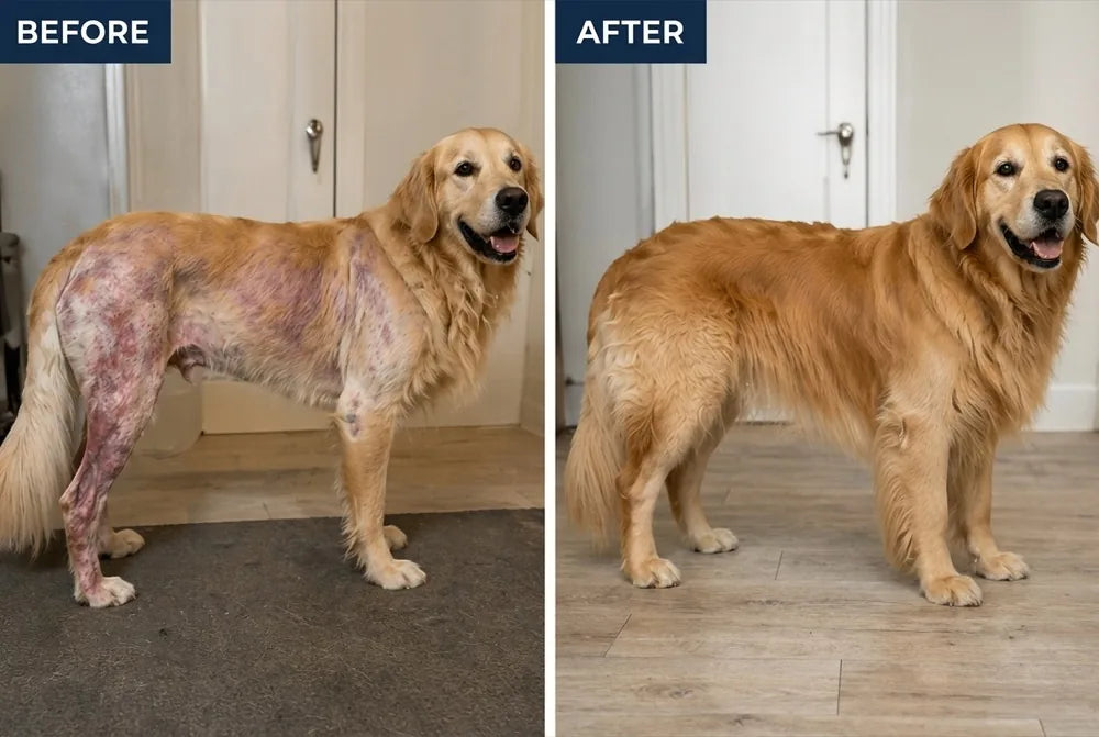 A Golden Retriever with raw, red skin, and the same dog later with a full coat