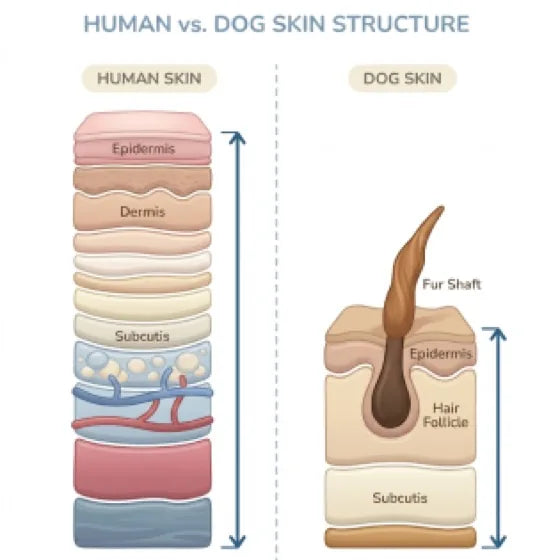 Diagram comparing human skin structure with the thinner four-layer structure of dog skin