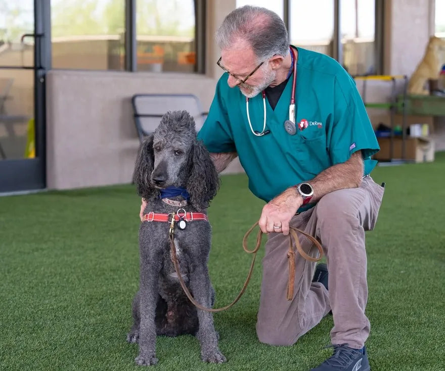 Dr. Randy D. Aronson kneeling beside a standard poodle