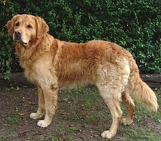 A golden retriever with a full, glossy coat standing outdoors in summer