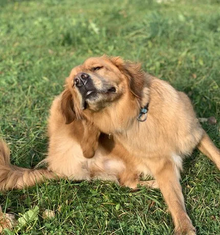 A golden retriever scratching itself on the grass