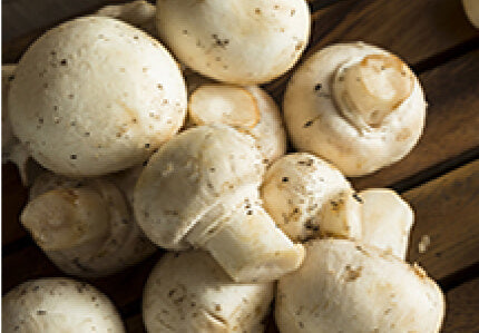 Premium Grade Mushroom Blend