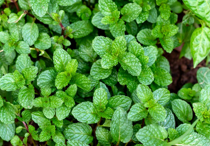 Peppermint