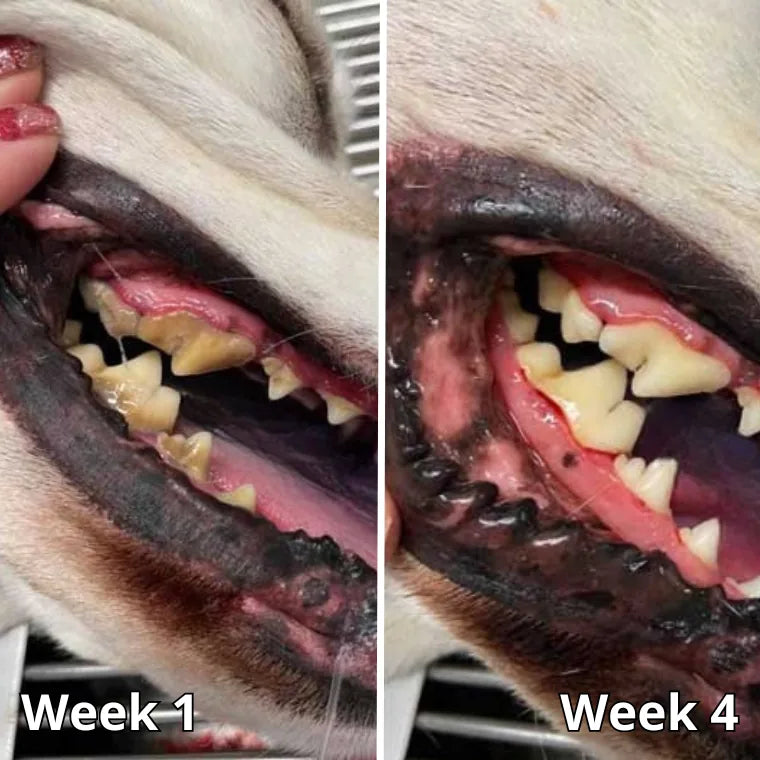 Bailey, week 1 and week 4