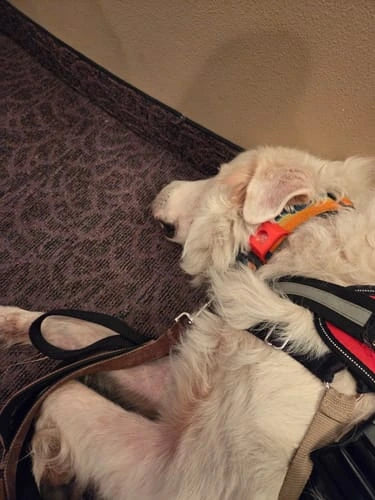 Customer photo of a dog on ProDenta