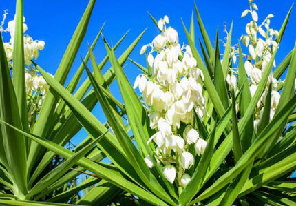 Yucca